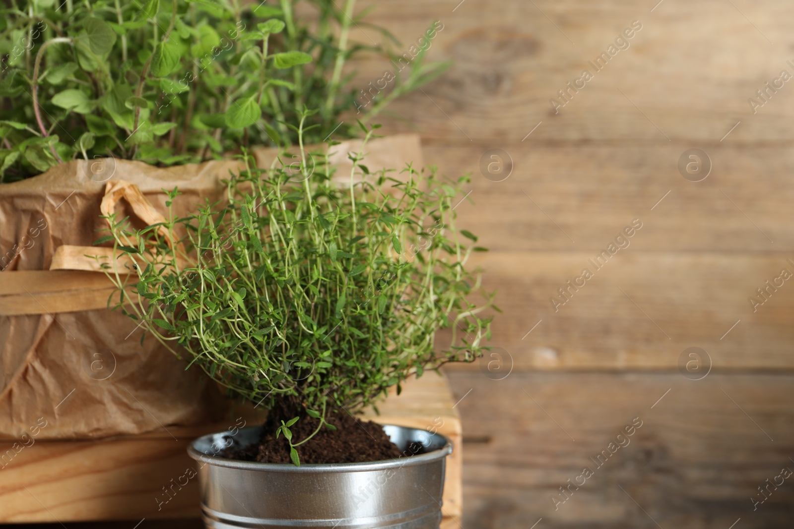 Photo of Aromatic potted thyme on wooden background. Space for text