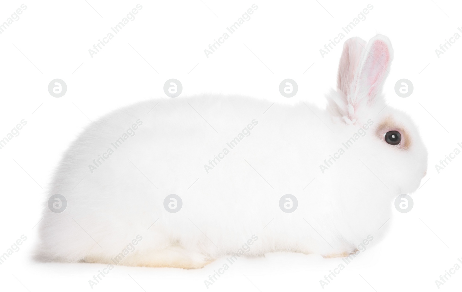 Photo of Fluffy rabbit on white background. Cute pet