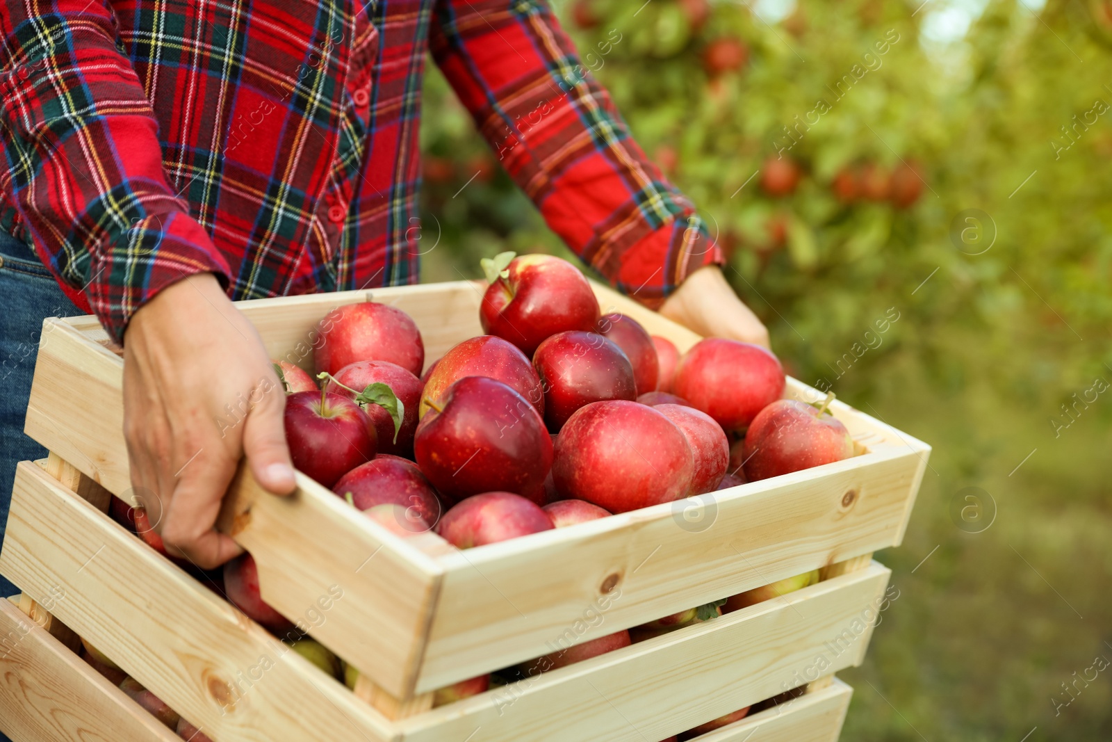 Photo of Young woman holding wooden crate with ripe apples outdoors, closeup