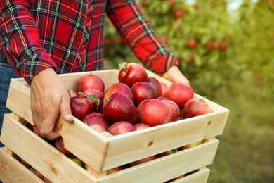 Photo of Young woman holding wooden crate with ripe apples outdoors, closeup