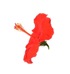 Photo of Beautiful red hibiscus flower isolated on white