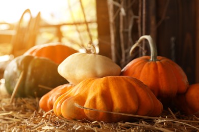 Fresh orange pumpkins on dry hay in barn, closeup