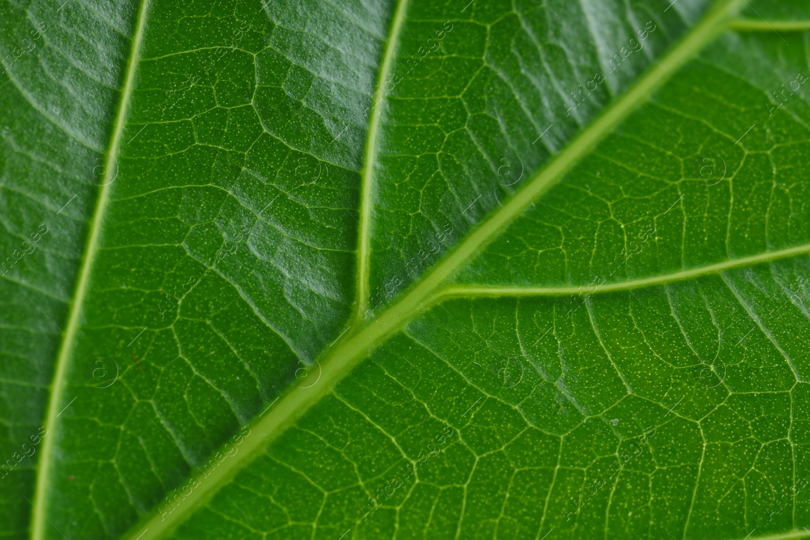 Photo of Macro photo of green leaf as background