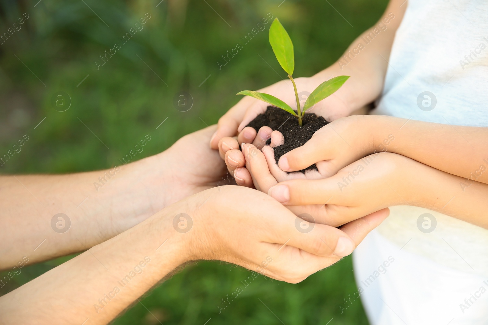 Photo of Family holding soil with green plant in hands on blurred background