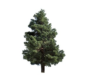 Image of Beautiful green fir tree isolated on white
