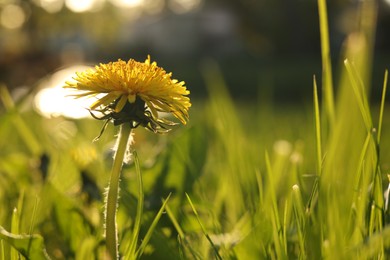 Photo of Beautiful yellow dandelion in bright green grass at sunset, closeup. Space for text