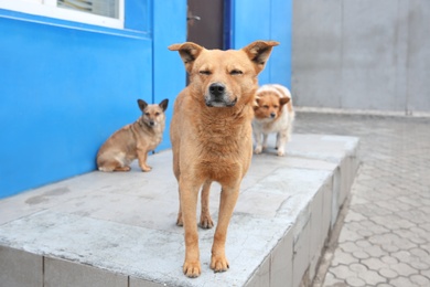 Photo of Homeless dogs on porch outdoors. Abandoned animals