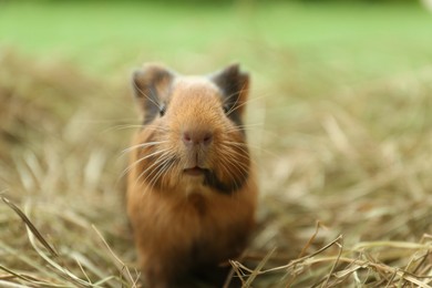 Photo of Cute funny guinea pig and hay outdoors, closeup