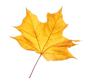 Photo of Beautiful autumn leaf on white background. Fall foliage