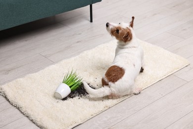 Cute dog near overturned houseplant on rug indoors