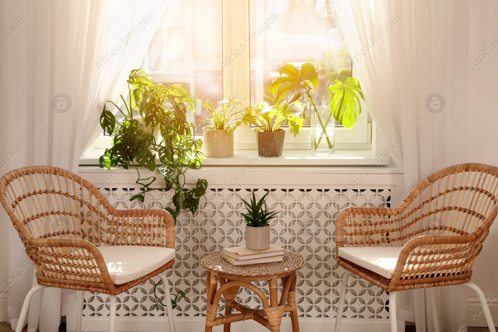 Photo of Stylish wicker chairs and beautiful houseplants near window in room. Interior design