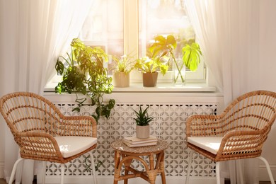 Stylish wicker chairs and beautiful houseplants near window in room. Interior design