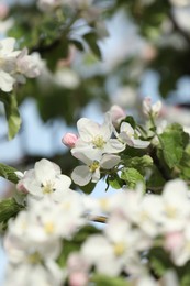 Closeup view of blossoming quince tree outdoors