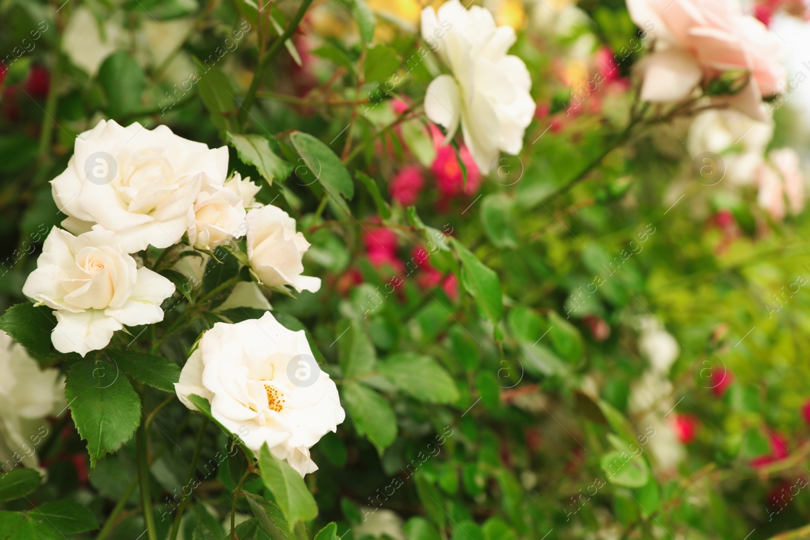 Photo of Beautiful blooming roses in garden on summer day, space for text