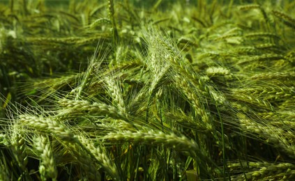 Closeup view of agricultural field with ripening wheat crop