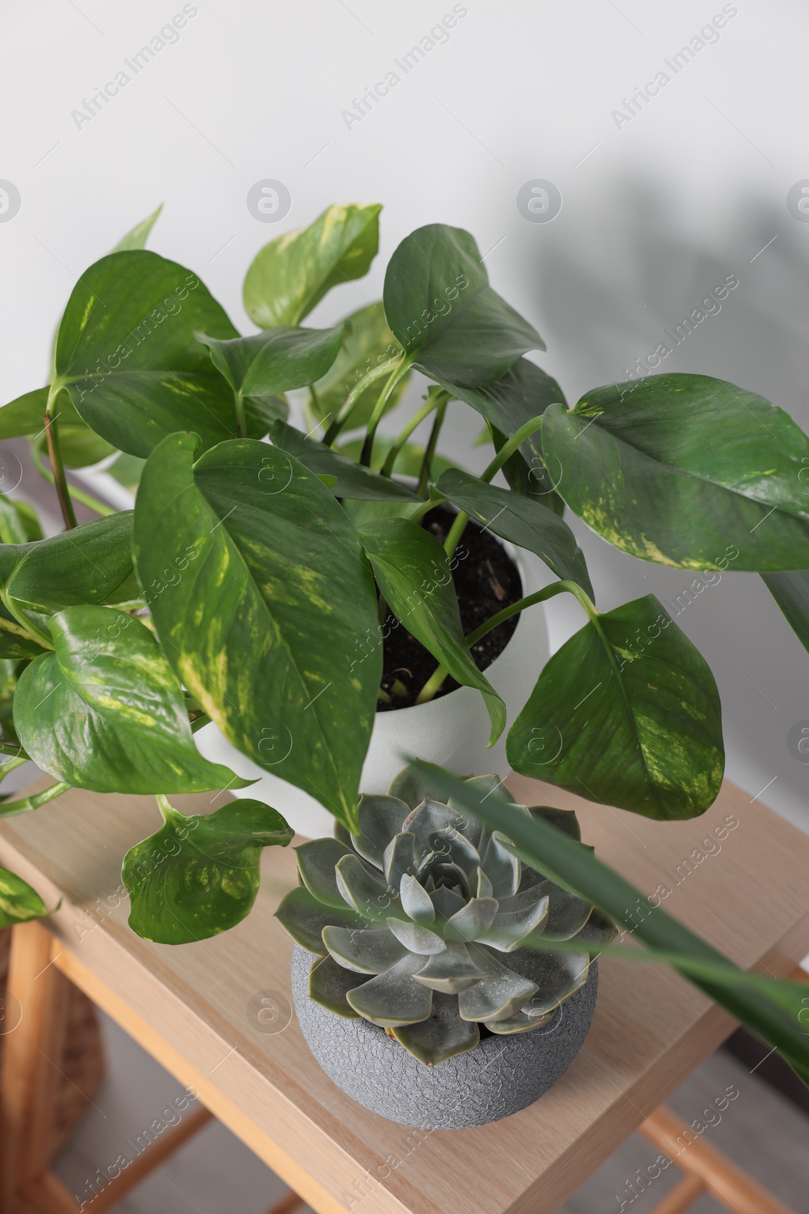 Photo of Beautiful houseplants on wooden table in room, above view