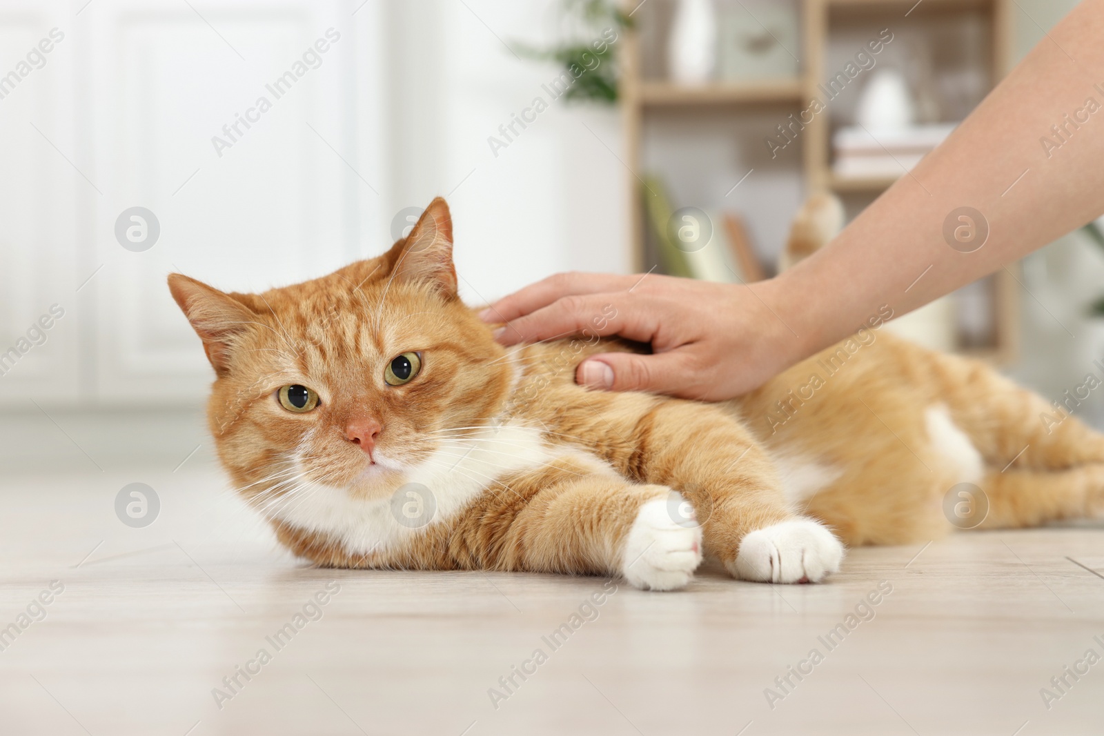 Photo of Woman petting cute ginger cat on floor at home, closeup