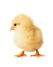 Photo of Cute fluffy baby chicken on white background. Farm animal