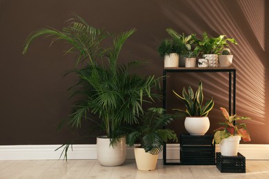 Photo of Many different houseplants near brown wall in room