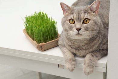 Photo of Cute cat near fresh green grass on white table indoors