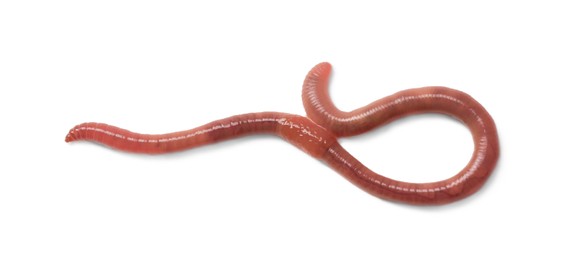 Photo of One earthworm isolated on white, top view. Terrestrial invertebrates
