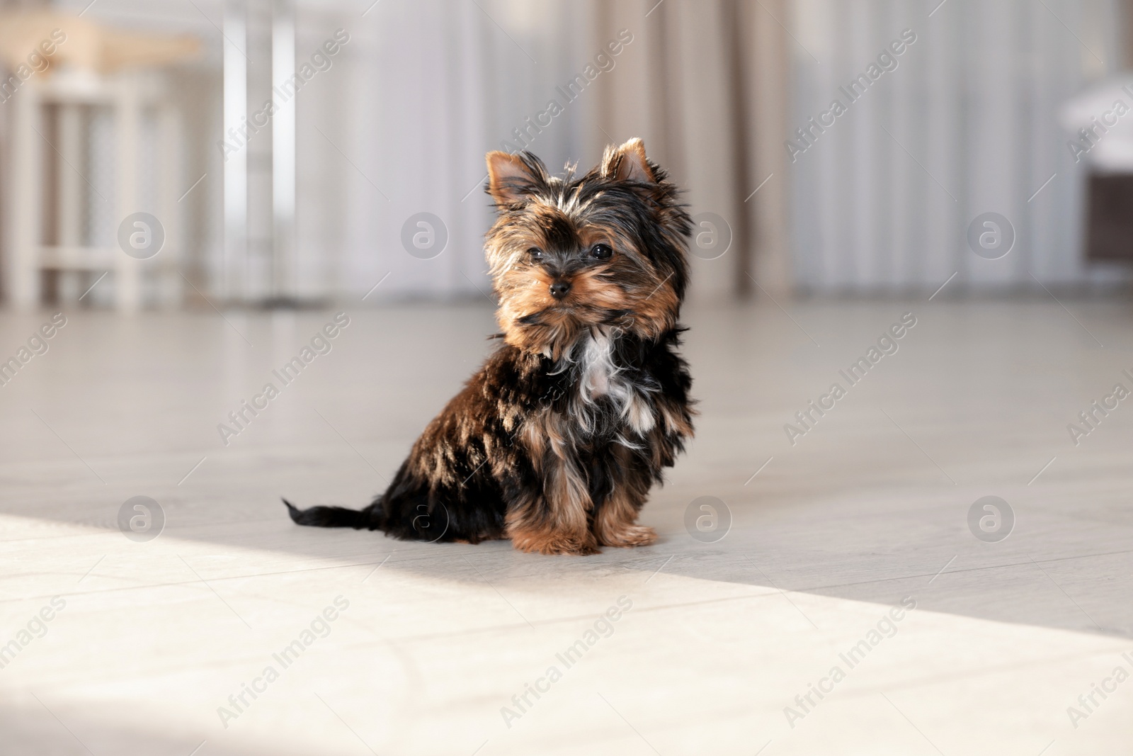 Photo of Cute Yorkshire terrier puppy on wooden floor indoors. Happy dog