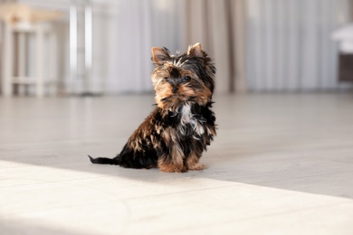 Cute Yorkshire terrier puppy on wooden floor indoors. Happy dog