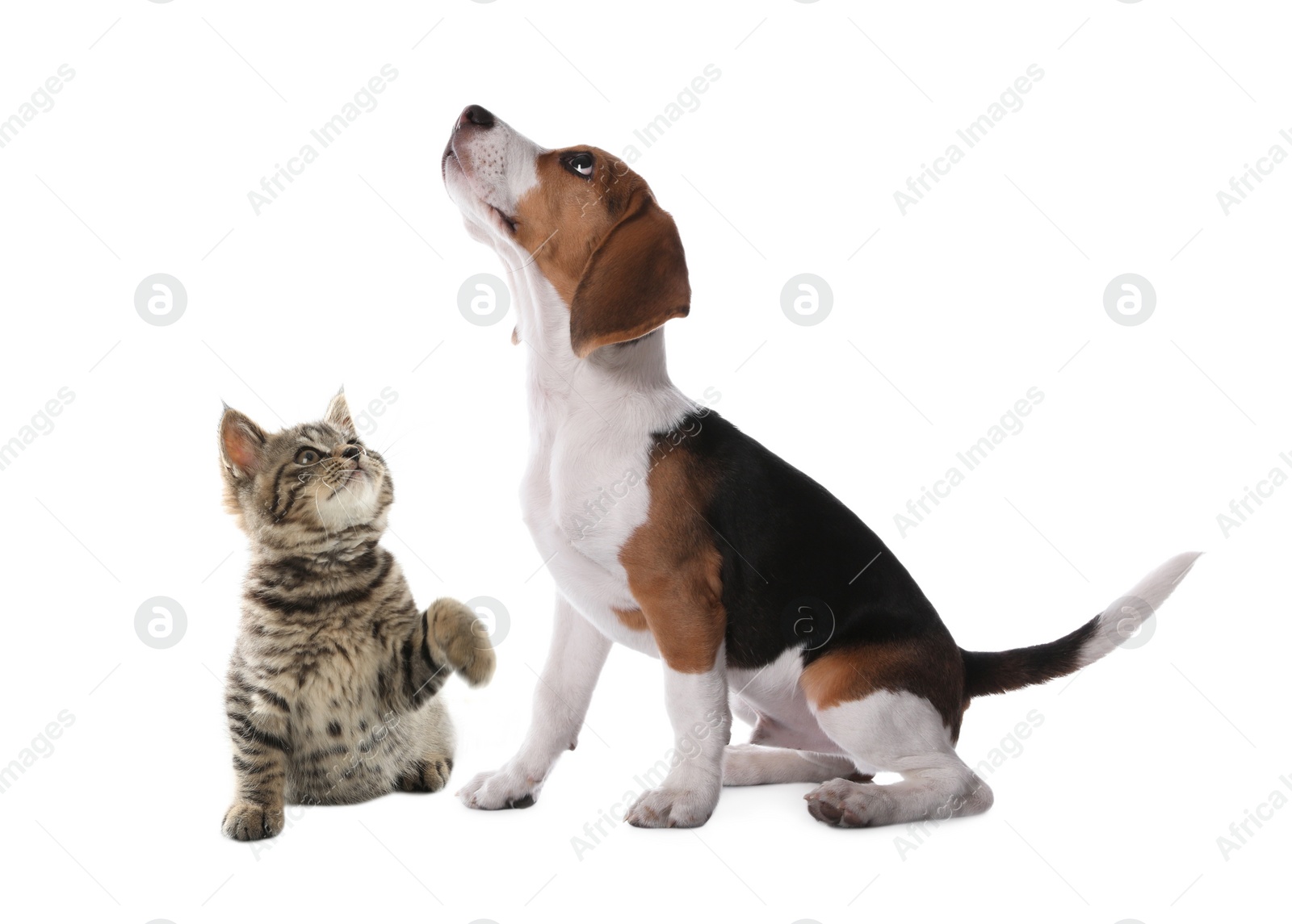 Image of Cute cat and dog on white background. Animal friendship