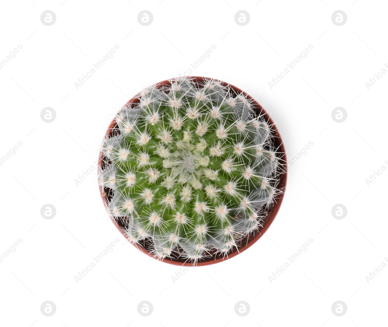 Photo of Beautiful green cactus in pot isolated on white, top view. Tropical plant