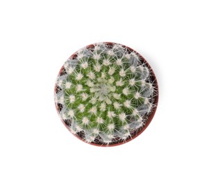 Beautiful green cactus in pot isolated on white, top view. Tropical plant