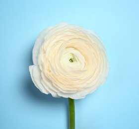 Photo of Beautiful ranunculus flower on color background