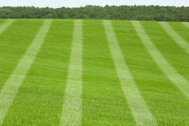 Bright green grass with white markings outdoors