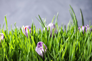 Photo of Fresh green grass and crocus flowers on light background, closeup. Spring season