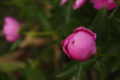 Beautiful pink peony bud outdoors, closeup. Space for text