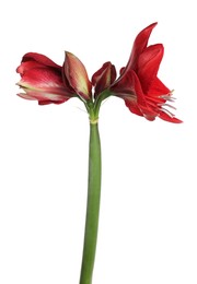 Photo of Beautiful red amaryllis flower isolated on white