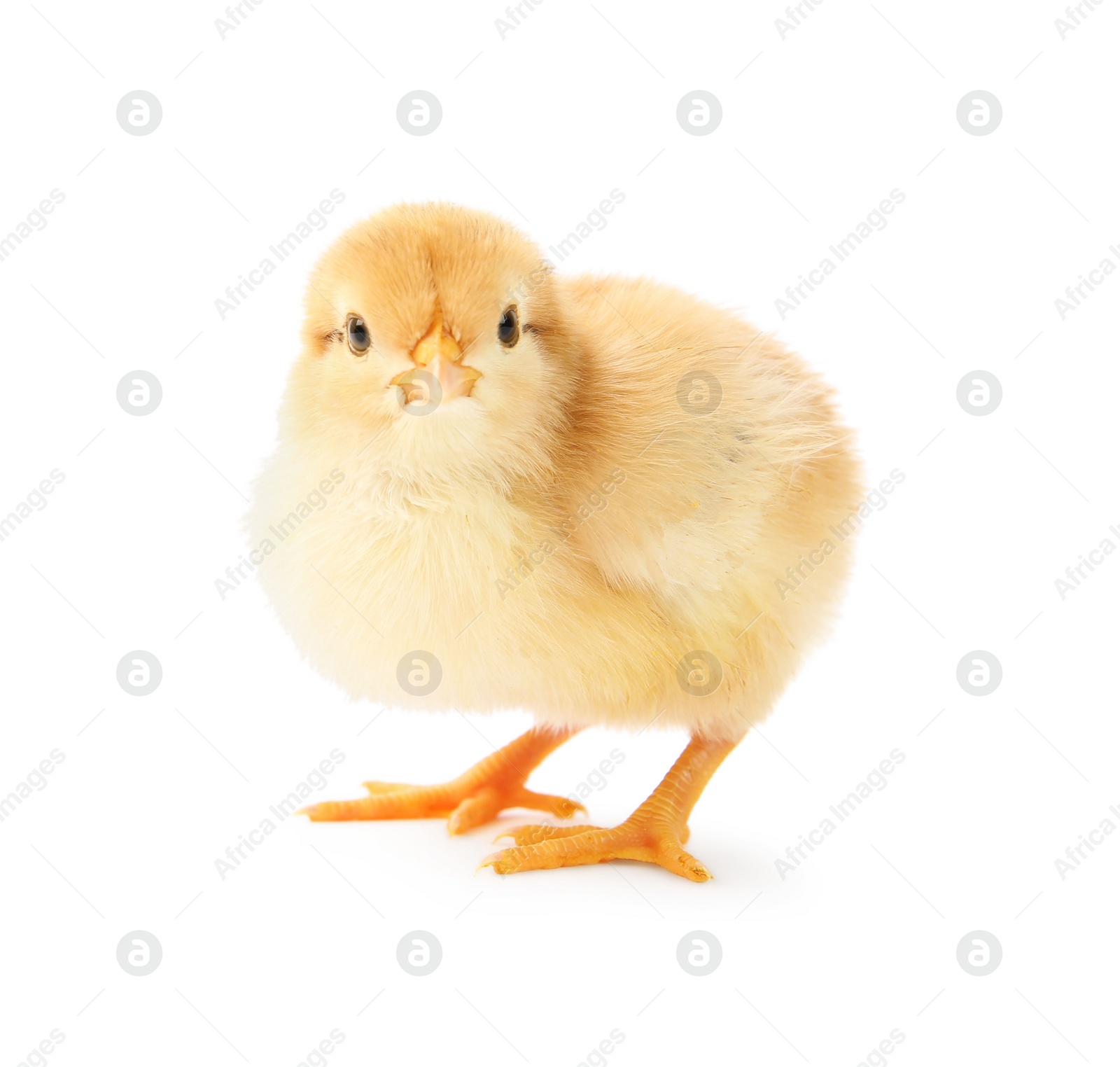 Photo of One cute chick isolated on white. Baby animal