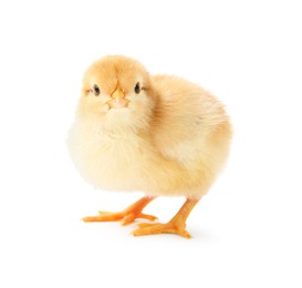 One cute chick isolated on white. Baby animal