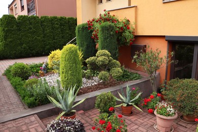 Photo of Beautiful front yard with different plants. Gardening and landscaping