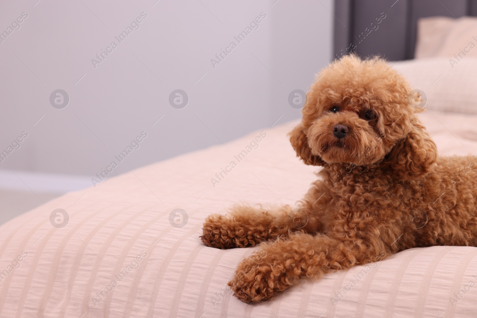 Photo of Cute Maltipoo dog on soft bed at home, space for text. Lovely pet