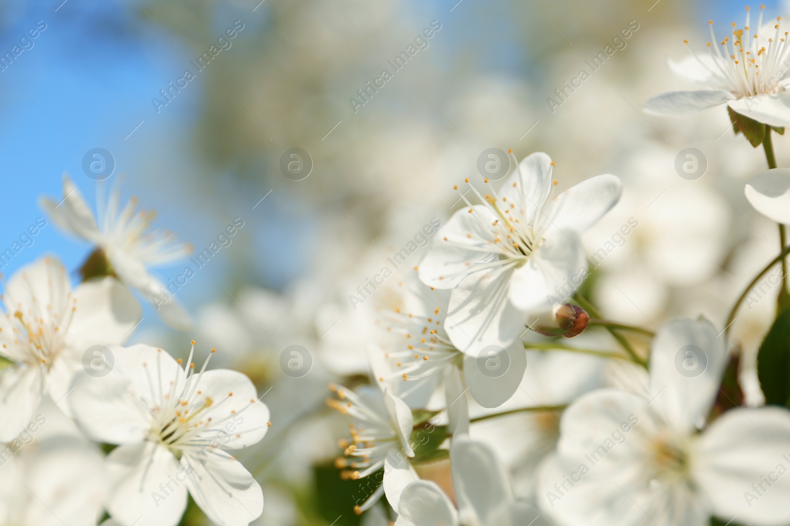 Photo of Blossoming cherry tree, closeup