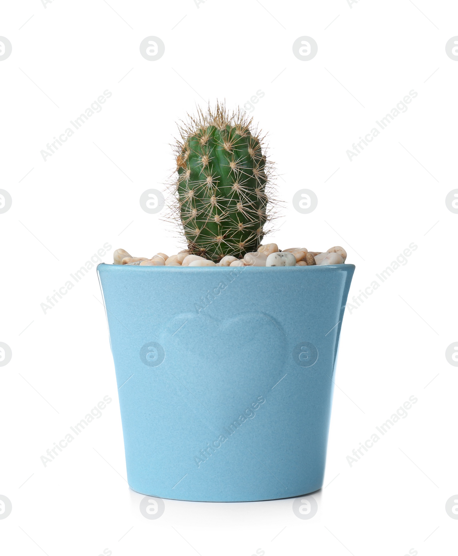 Photo of Beautiful cactus on white background