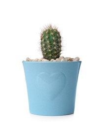 Photo of Beautiful cactus on white background