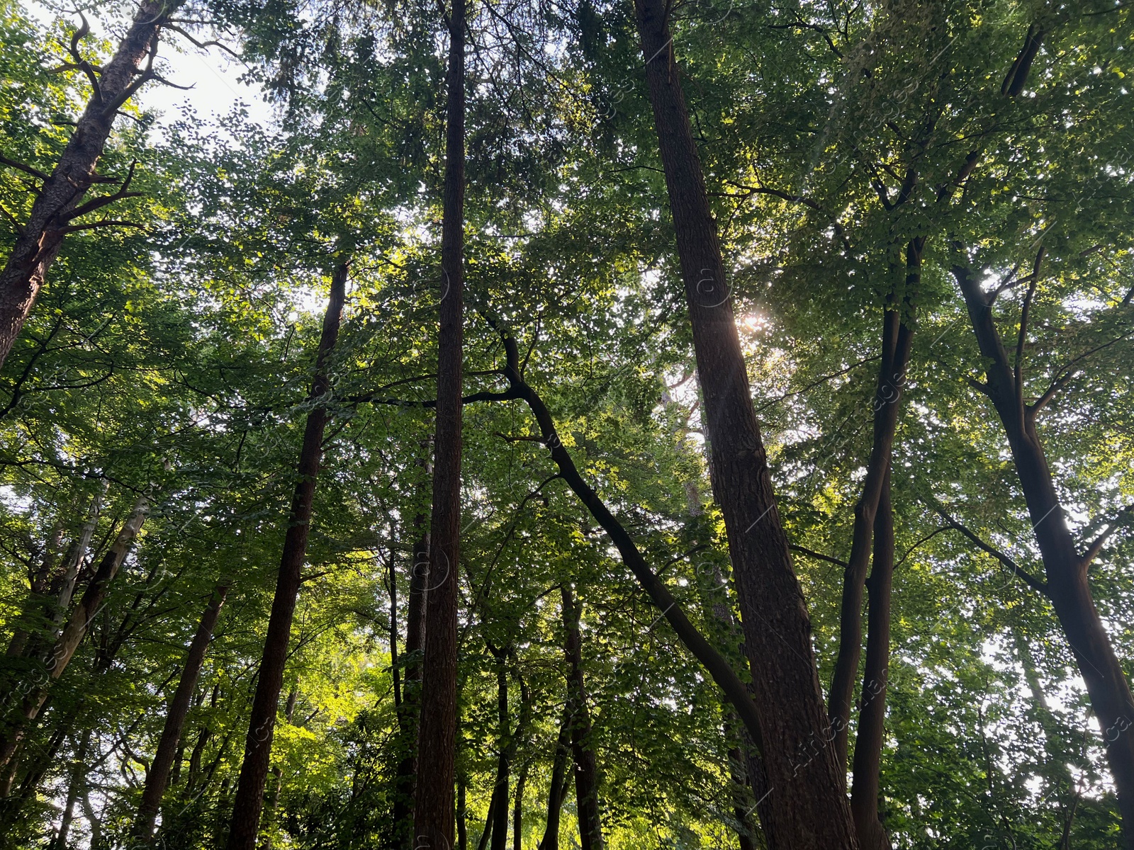 Photo of Beautiful green trees in forest on sunny day, low angle view