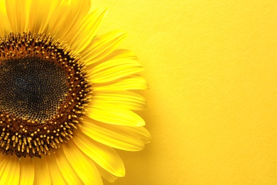 Photo of Beautiful bright sunflower on color background, top view