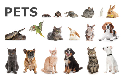 Image of Set of different pets on white background