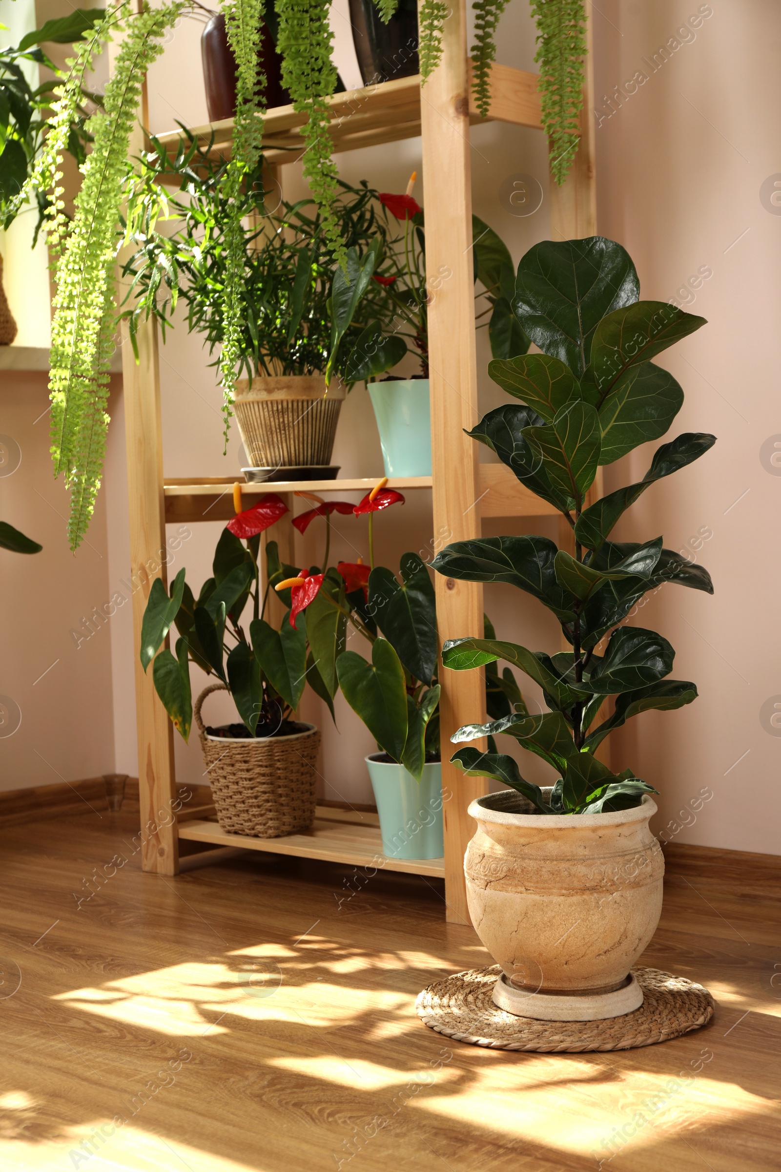 Photo of Beautiful houseplants in pots indoors. House decor