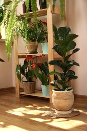 Beautiful houseplants in pots indoors. House decor