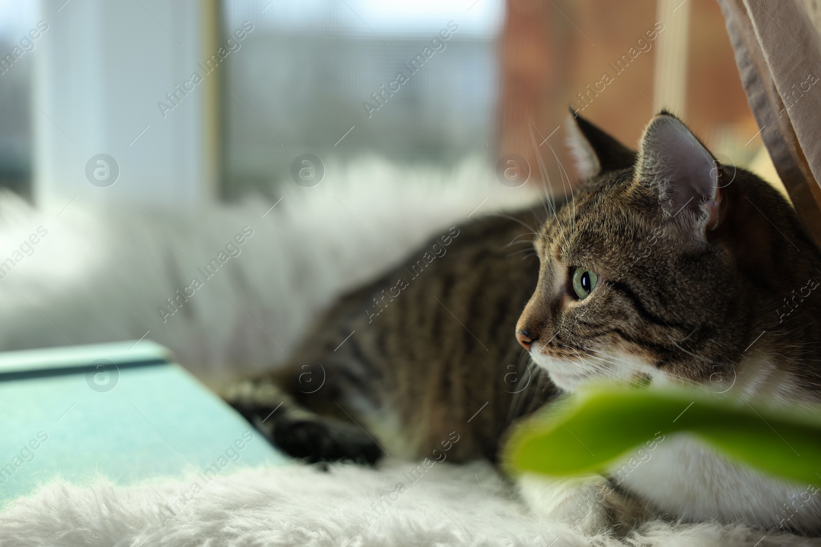 Photo of Cute cat on white faux fur rug at window sill indoors, space for text