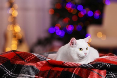 Christmas atmosphere. Cute cat lying on plaid indoors. Space for text