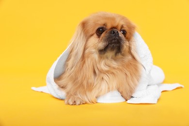 Photo of Cute Pekingese dog with towel on yellow background. Pet hygiene